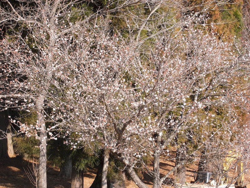わずかに咲いたロウバイ