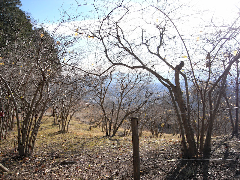 山頂ロウバイ園