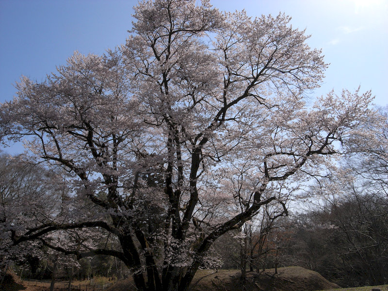 エドヒガンザクラ